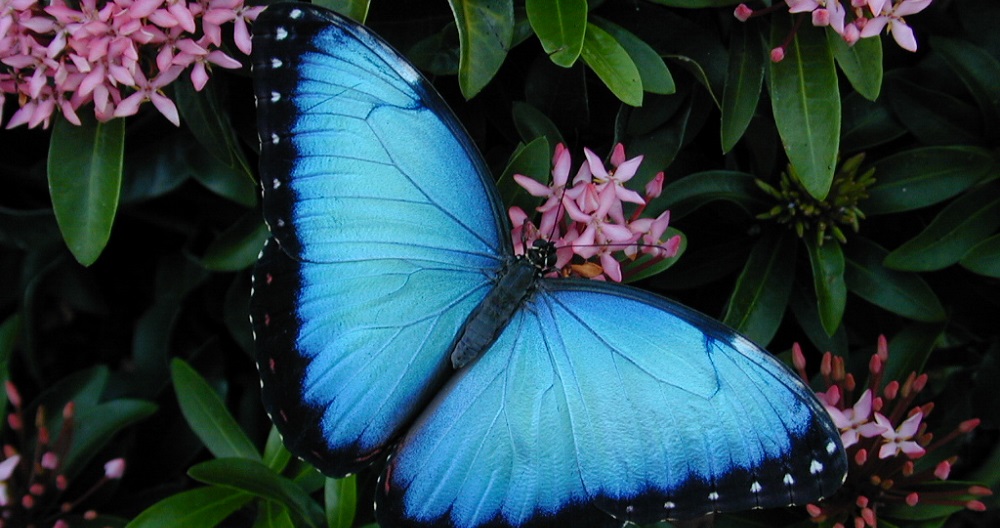 Blue Morpho peleides.MDeering_260